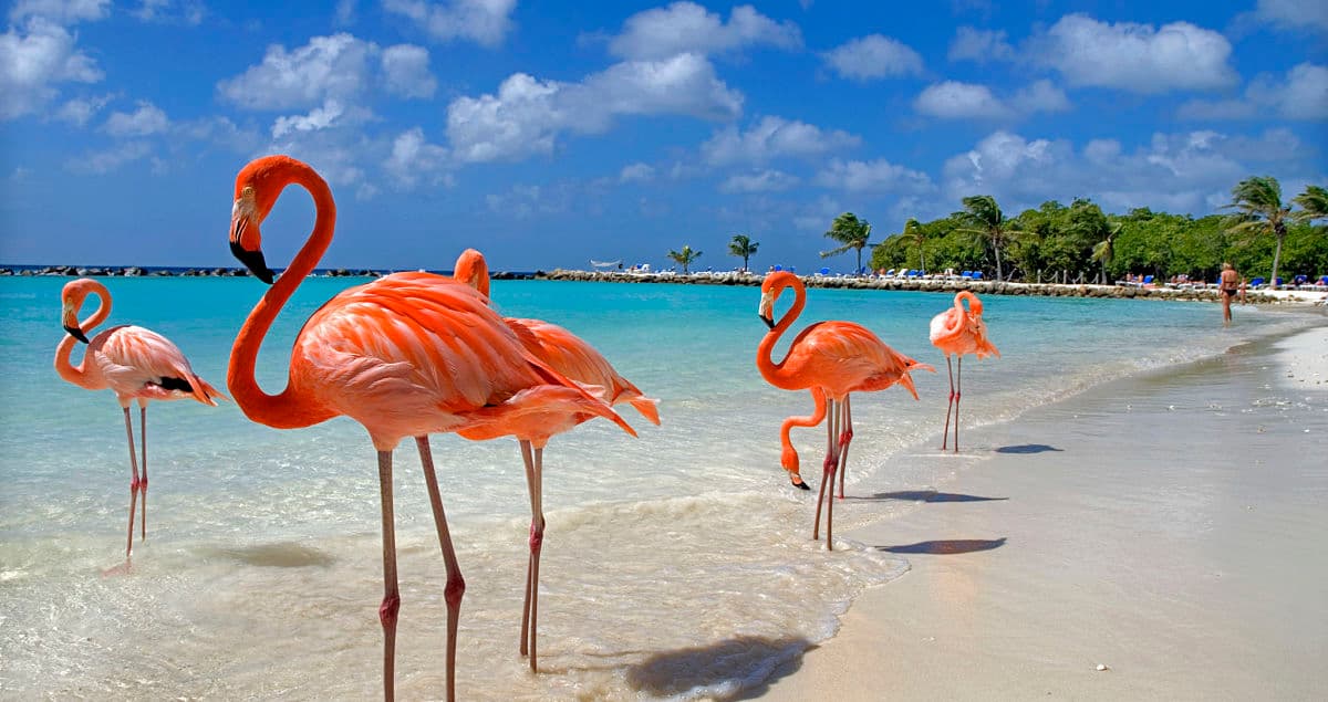 Aruba a tu ritmo — ARUBA, ARUBA